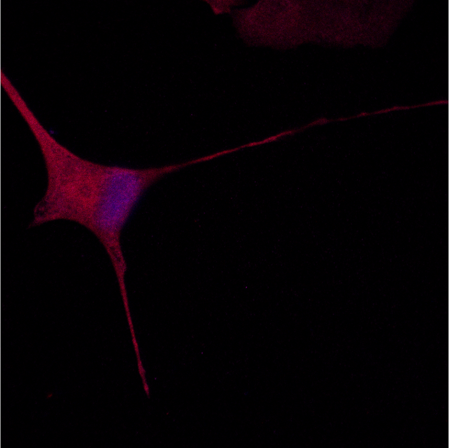iPSC-derived glutamatergic neuron