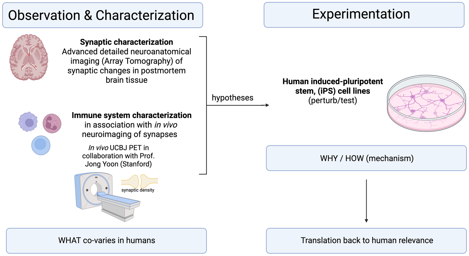 Lab research overview: observation and characterization in human tissue and blood, and experimentation in iPS cell models.